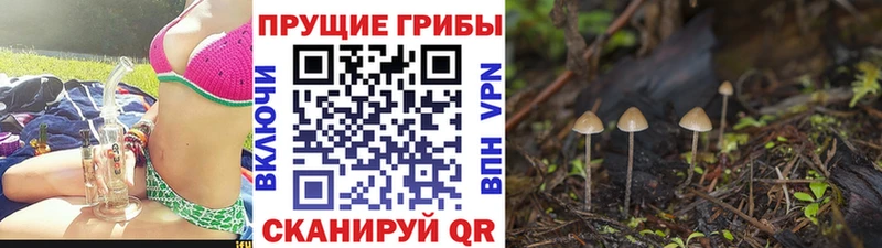 Галлюциногенные грибы GOLDEN TEACHER  Боготол 